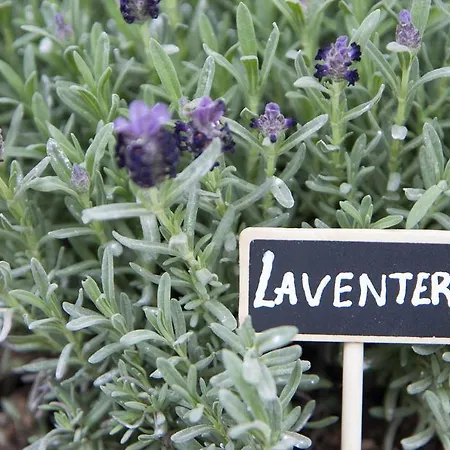 Axos * Hersonissos (Crete)