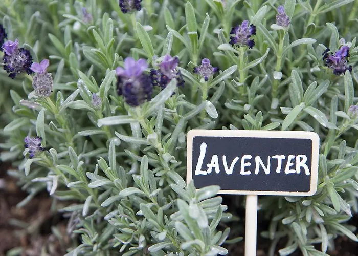 Axos * Hersonissos (Crete)